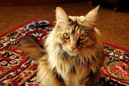 Cat on a rug