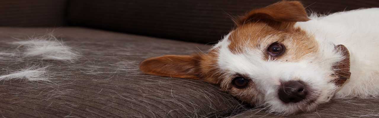 Jack russell on Couch