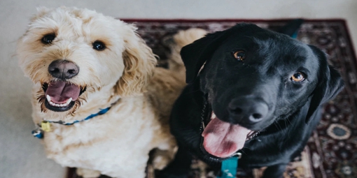 Two dogs on a rug